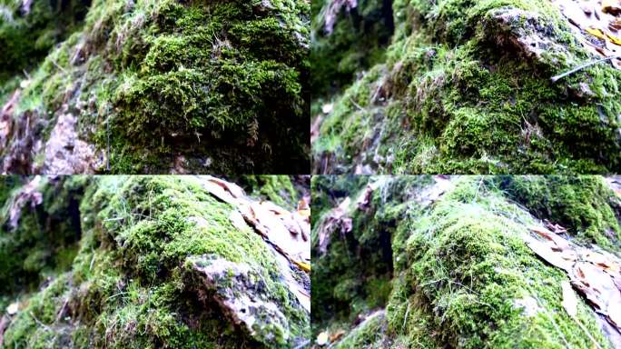 岩石上的地衣和蕨类植物