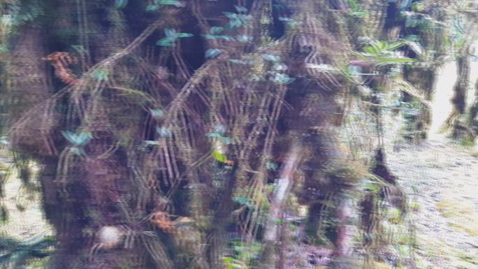 泰国清迈Intanon国家公园林地上的绿色地衣和苔藓