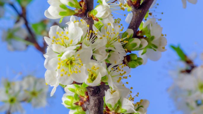 一株梅花在蓝色背景下开花、生长和旋转，时间跨度为4k。盛开的白色小李子花。时间以9:16的比例流逝。