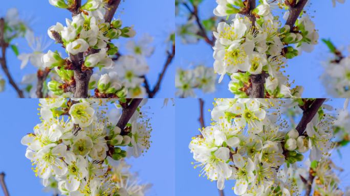 一株梅花在蓝色背景下开花、生长和旋转，时间跨度为4k。盛开的白色小李子花。时间以9:16的比例流逝。