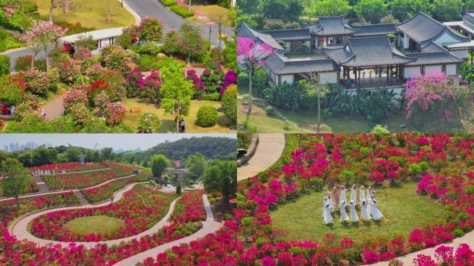 南宁青秀山叶子花园花海