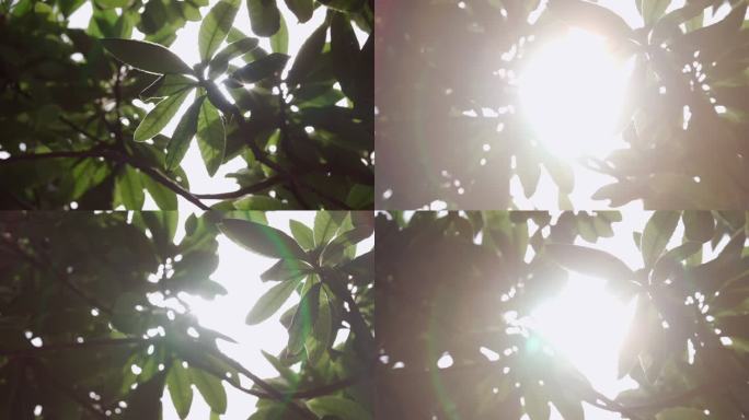 阳光穿透树叶露出星芒