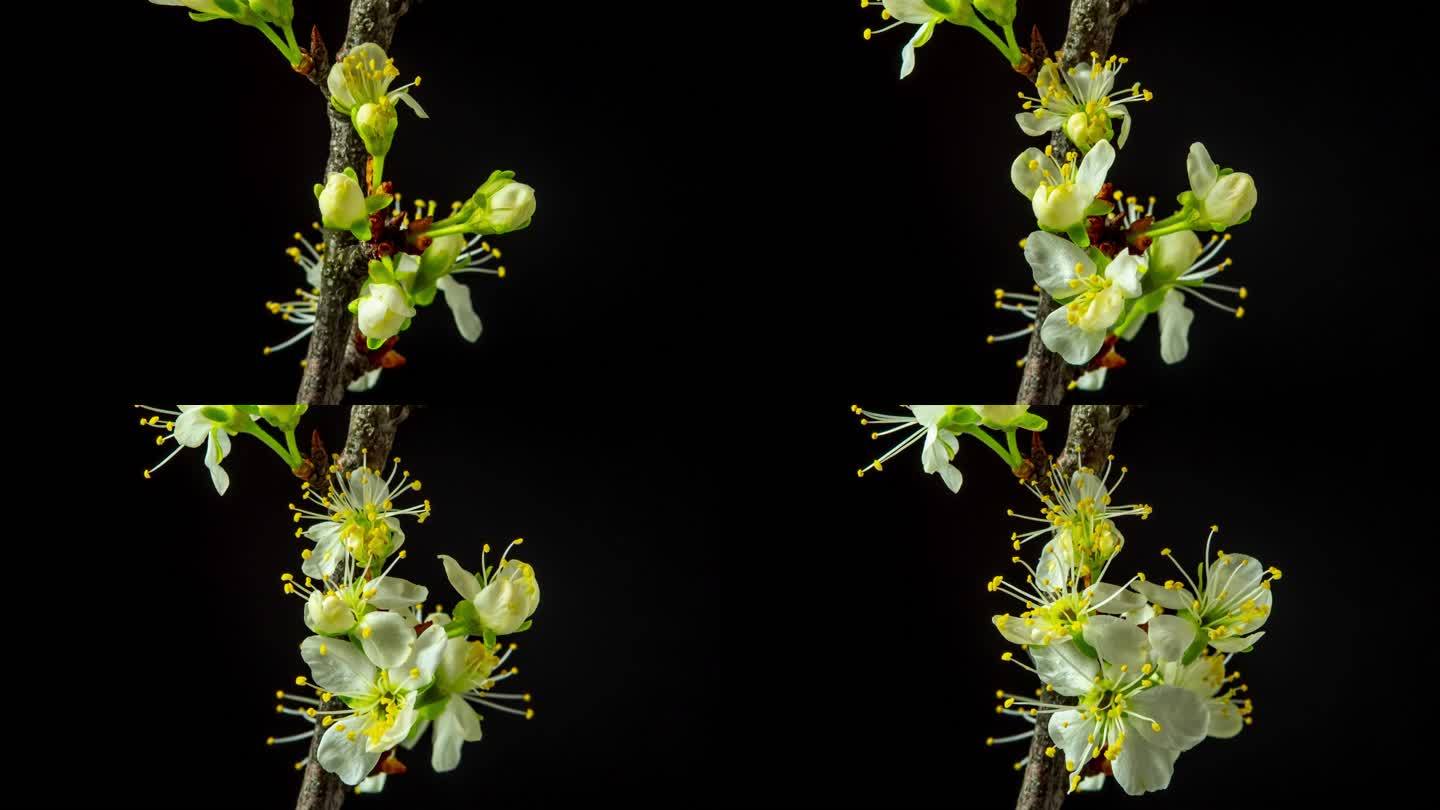 一棵梅花在黑色背景下绽放和生长，时间跨度为4k。盛开的白色小李子花。时间以9:16的比例流逝。