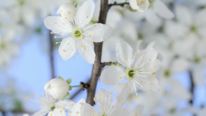 野生梅花在水平格式的延时4k视频中旋转和绽放。石果花在春天开花。