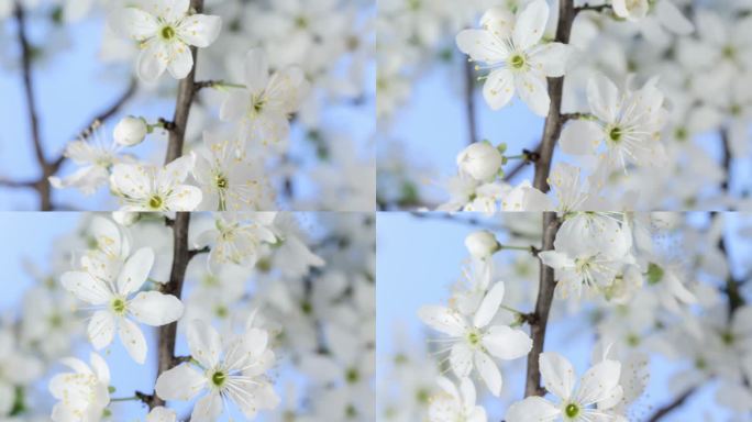 野生梅花在水平格式的延时4k视频中旋转和绽放。石果花在春天开花。