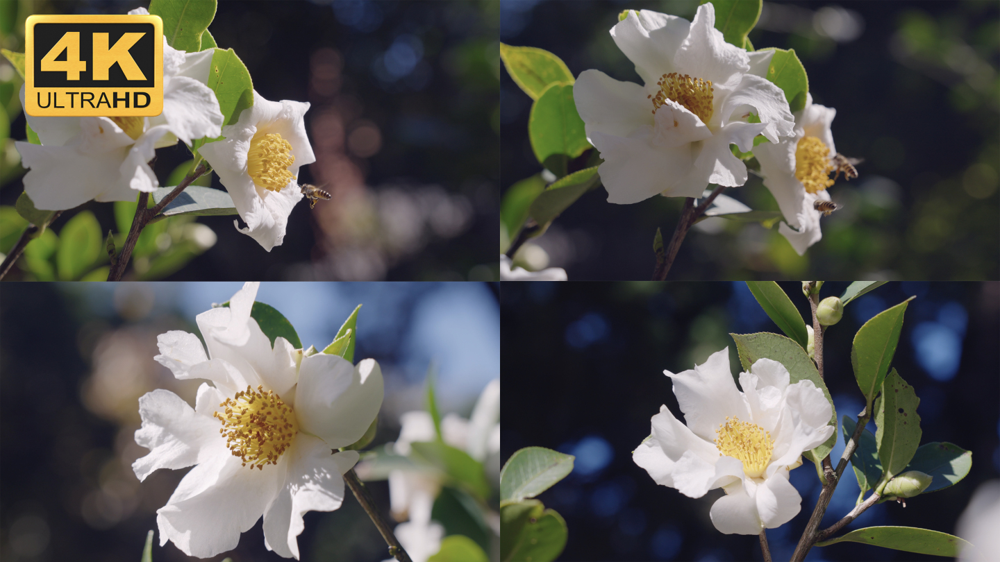 【4K】山茶花开实拍素材——玉洁山茶