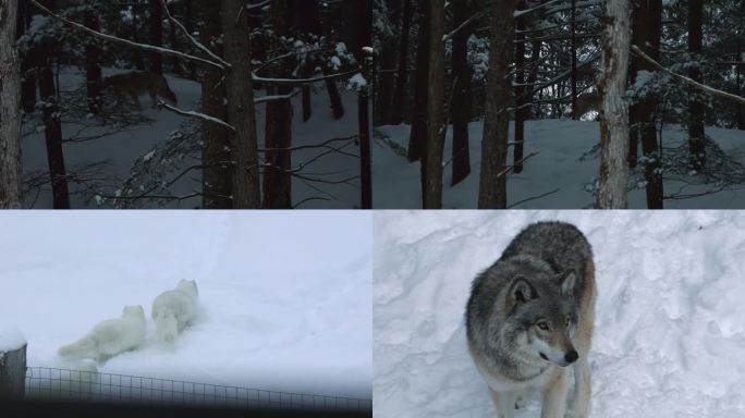 森林狼 马鹿 梅花鹿 冬季野生动物