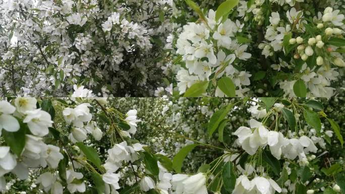 春暖花开白色野花果树开花