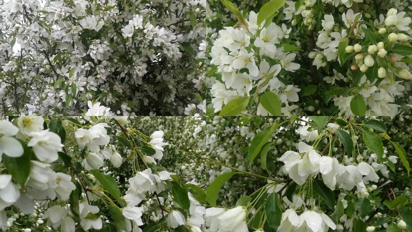 春暖花开白色野花果树开花