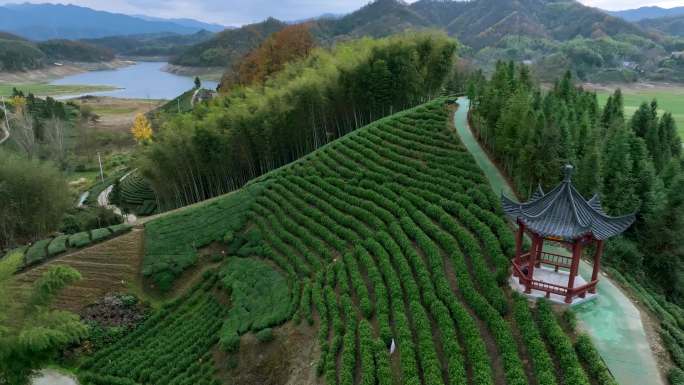 茶绿茶茶园茶山风光航拍