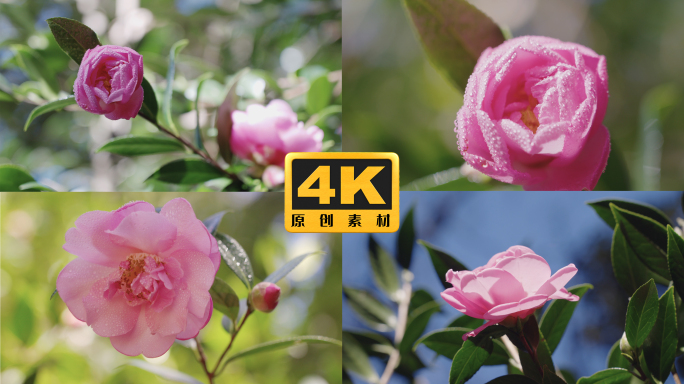 4K-云南山茶花唯美素材，湿漉漉的山茶花