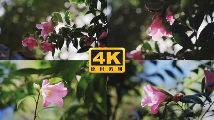 4K-云南山茶花实拍素材，茶梅山茶