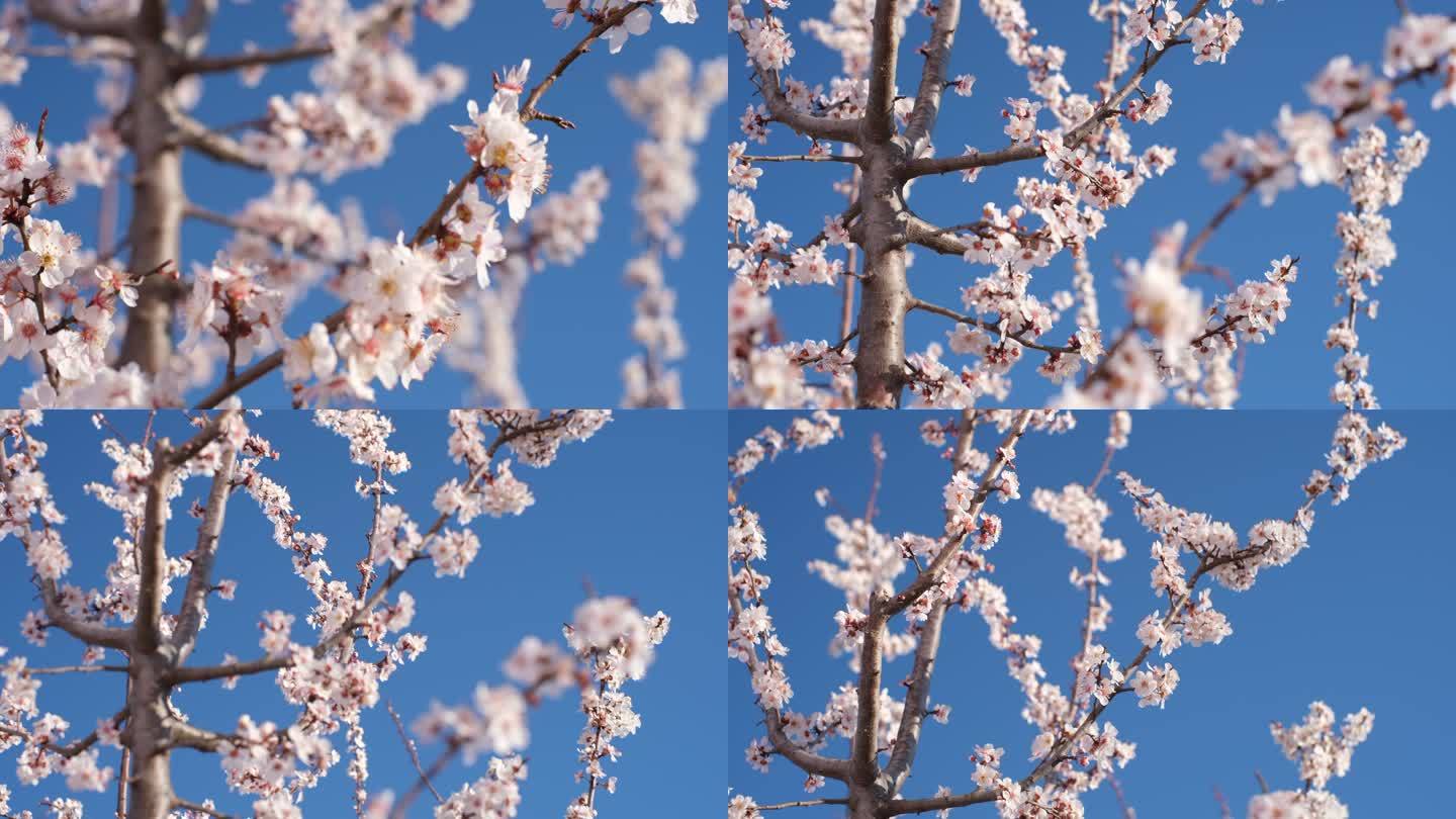 梅花晴空下的花树