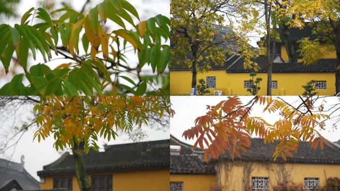 南方秋冬季树叶黄了果子成熟落地