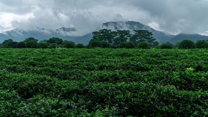 茶叶茶山茶艺茶园采茶茶红茶绿茶春茶茶叶茶