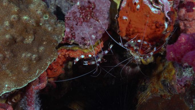 海底两只野生带状珊瑚虾