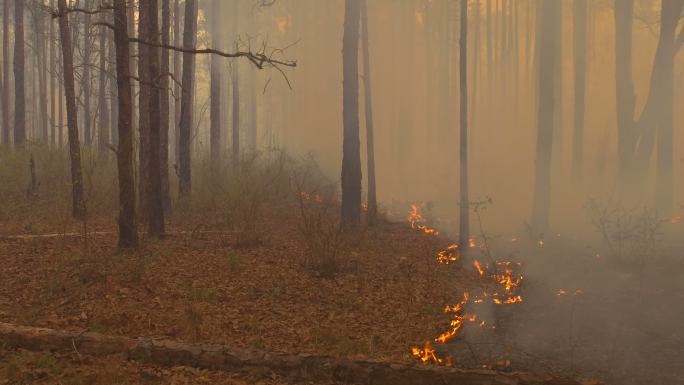 森林地面上缓慢移动的火焰，风向相反