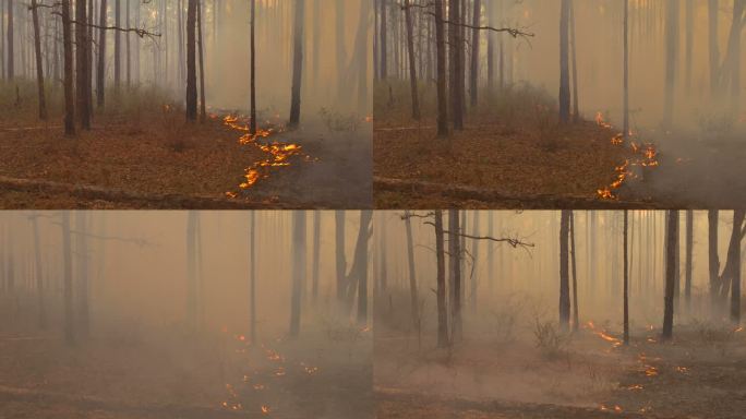森林地面上缓慢移动的火焰，风向相反