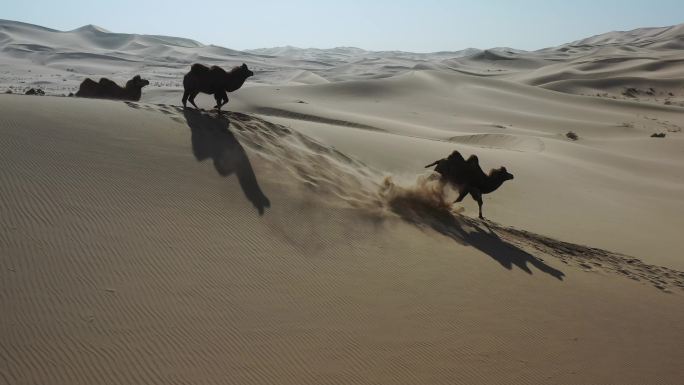 骆驼视频 沙漠风沙骆驼原生态 骆驼