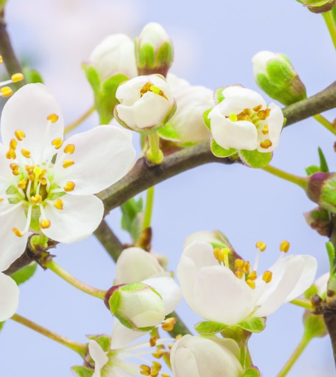 野生梅花在垂直格式的延时4k视频中绽放。石果花在春天开花。