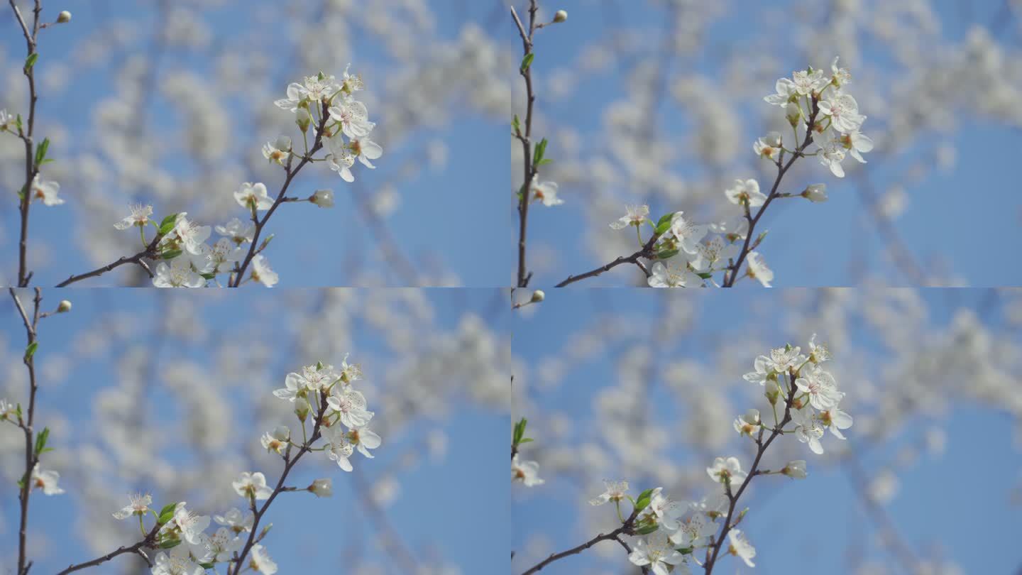 一株梅花在蓝色背景下开花和生长的视频。盛开的白色小李子花。4K视频剪辑9:16比例。