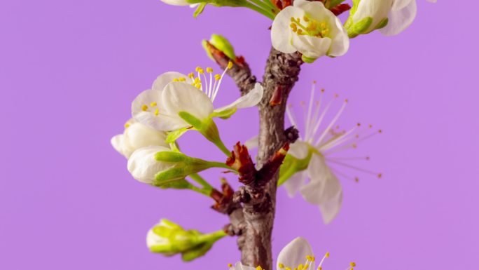 一株梅花在粉色背景下开花、生长和线性移动的4k延时。盛开的白色小李子花。时间以9:16的比例流逝。