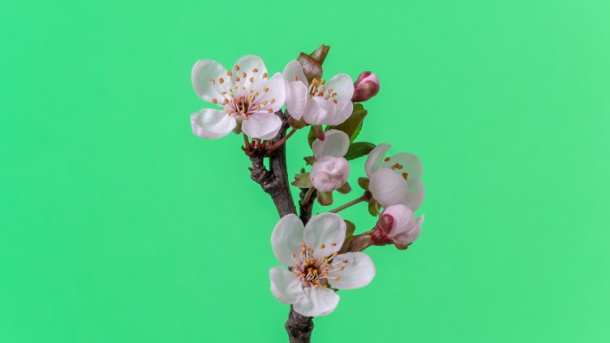 在水平格式的延时4k视频中，野生梅花盛开并在绿色旋转。石果花在春天开花。