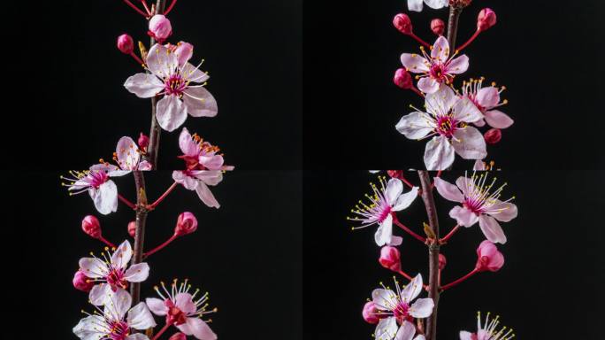 野生梅花在水平格式的延时4k视频中以黑色绽放和旋转。石果花在春天开花。