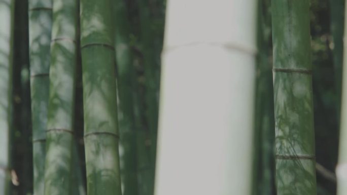 竹林 竹根雕  根雕  竹海 传统工艺