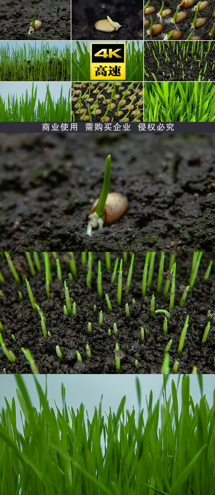 种子破土而出麦子生命力春春天生命立春土地