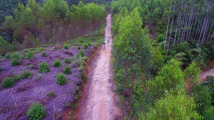 广西桉树林 山地越野公路赛道