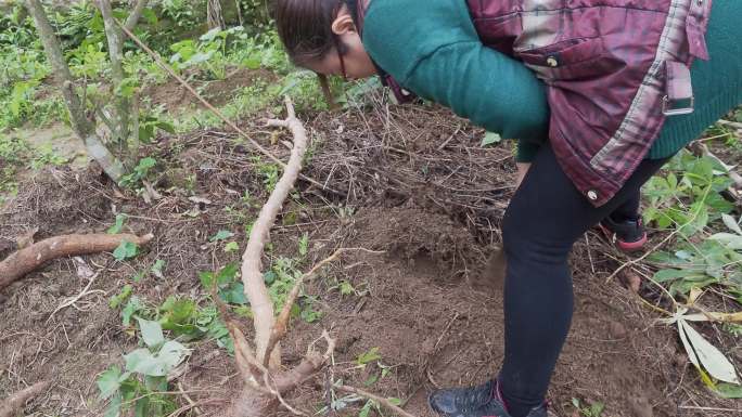 野外菜地众人齐心合力挖木薯