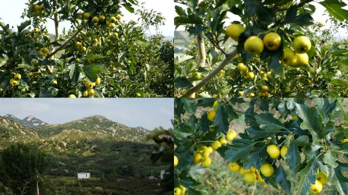 山区种植山楂