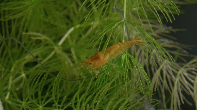 水中绿植间的橙虾水族馆海鲜河鲜小虾河虾