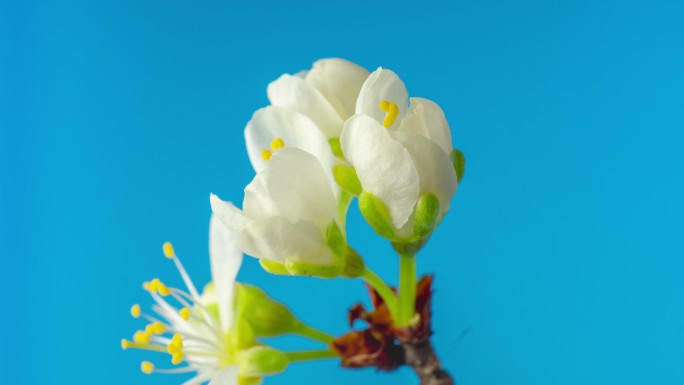 一棵梅花在蓝色背景下绽放和生长，时间跨度为4k。盛开的白色小李子花。时间以9:16的比例流逝。