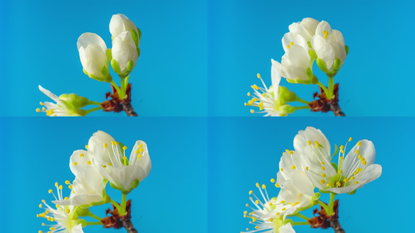 一棵梅花在蓝色背景下绽放和生长，时间跨度为4k。盛开的白色小李子花。时间以9:16的比例流逝。