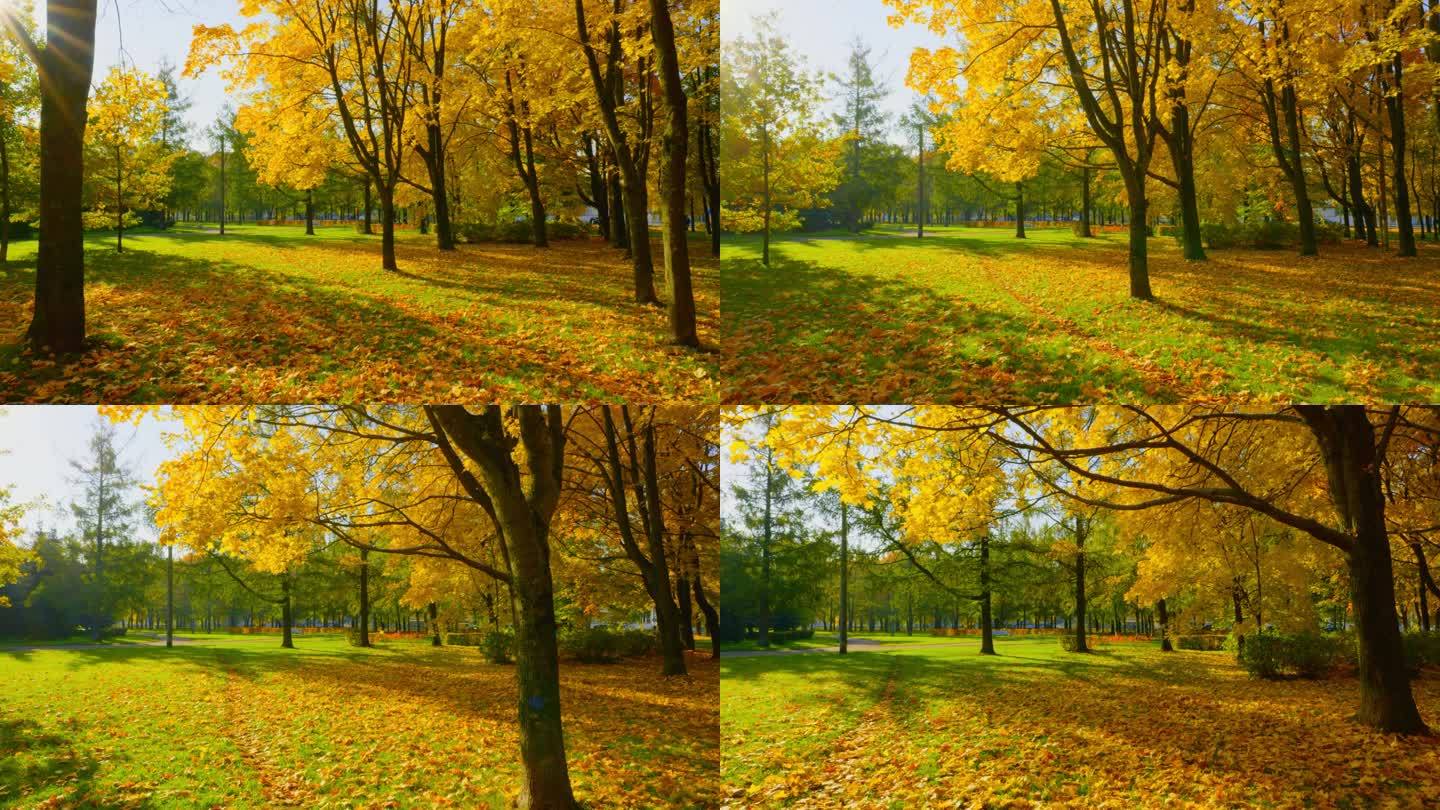 不慌不忙地走在秋天的城市公园里，画面发生了平稳的变化。