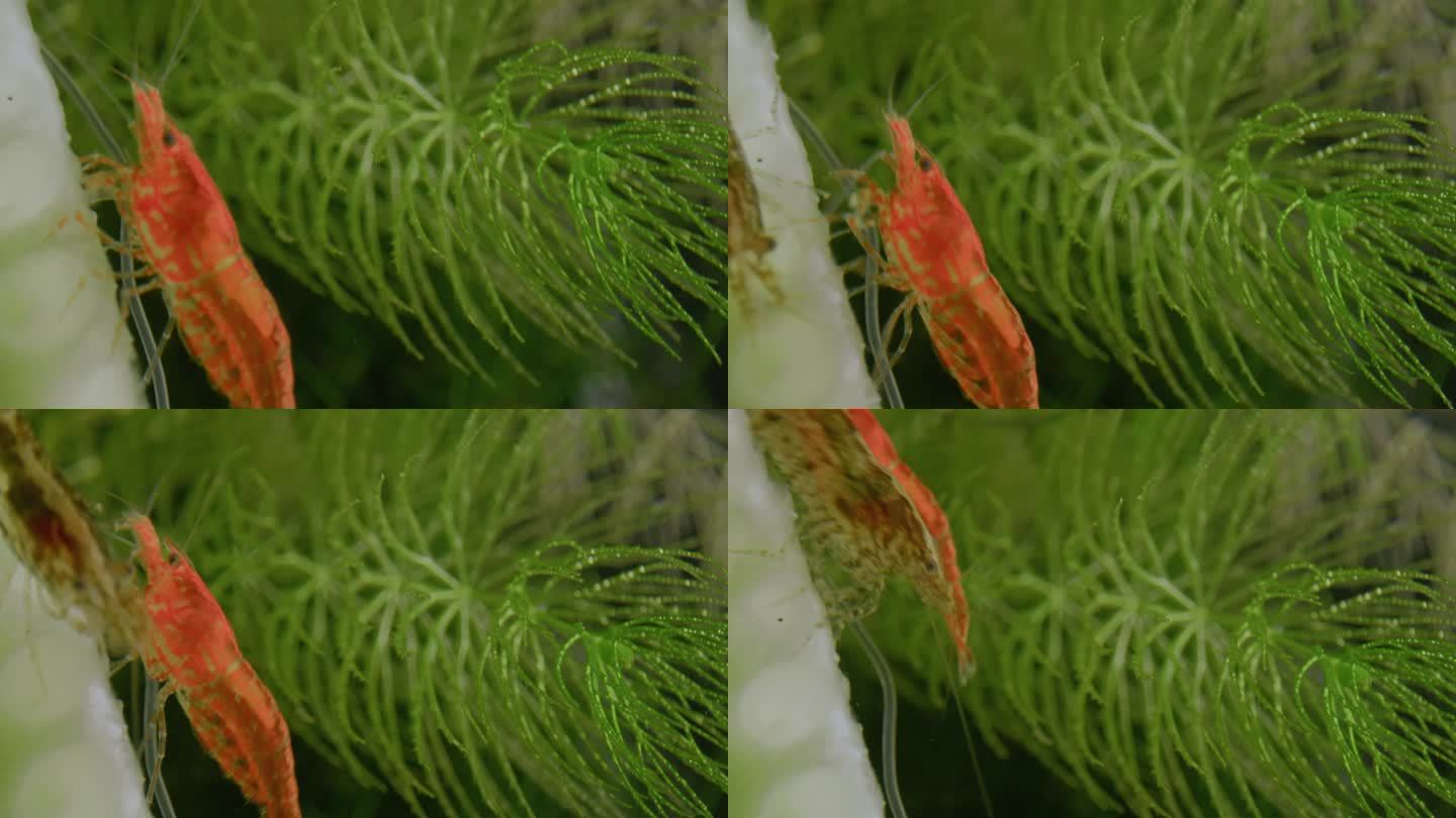 水中绿植间的橙虾观赏鱼
