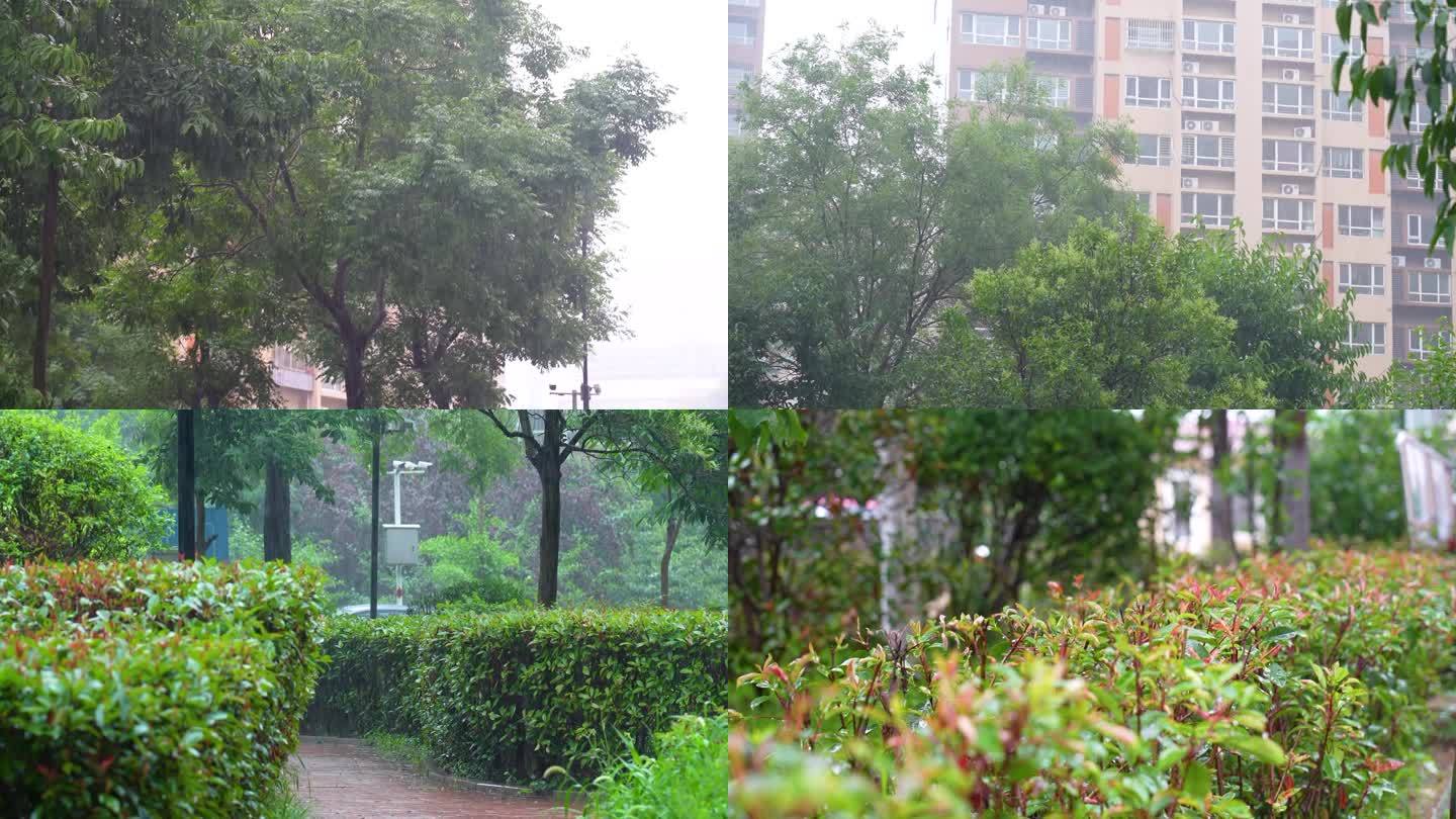 小区下雨花草树木下雨