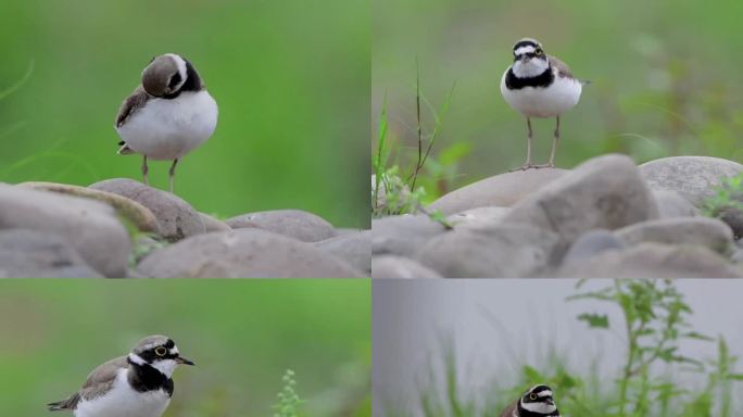 迁徙水鸟金眶鸻素材系列