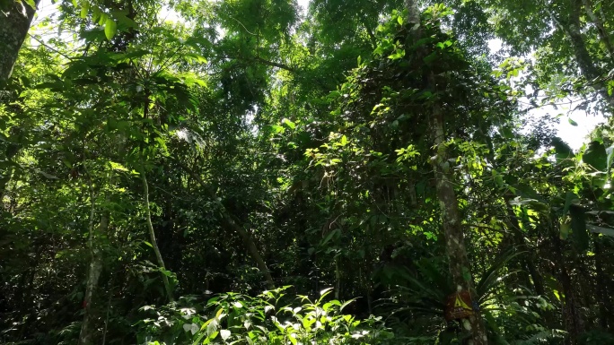 4K树林雨林 自然  原生态