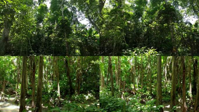4K树林雨林 自然  原生态