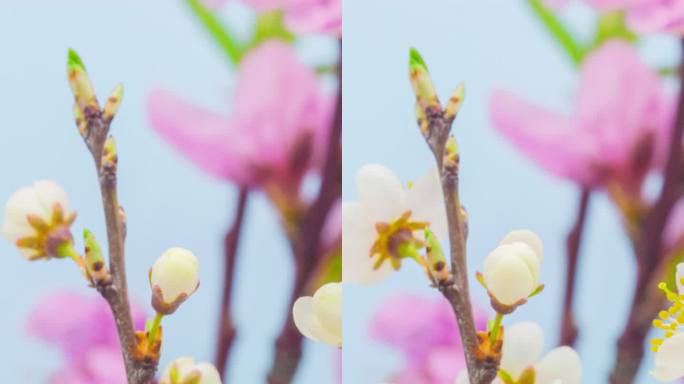 野生梅花在垂直格式的延时4k视频中绽放。石果花在春天开花。9： 16垂直格式，适用于手机和社交媒体。