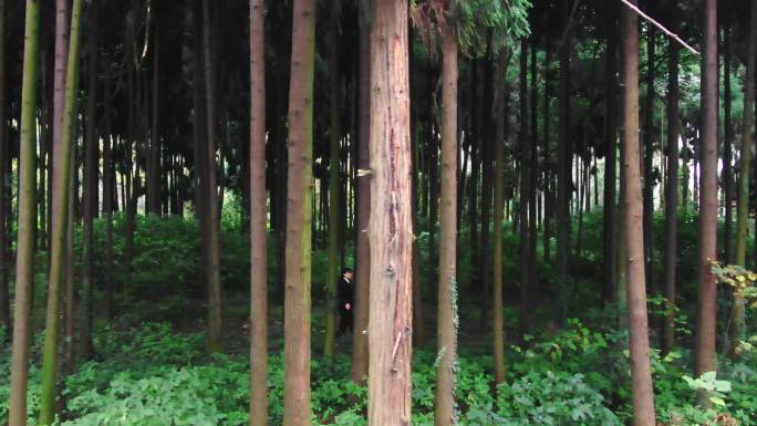 绿水青山-保护古树名木巡查2