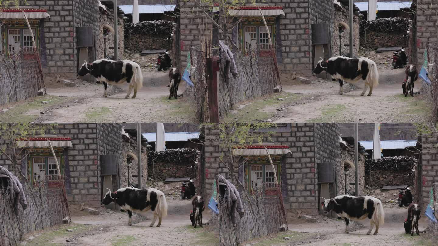 4K西藏林芝工布江达县的畸形牛角牦牛
