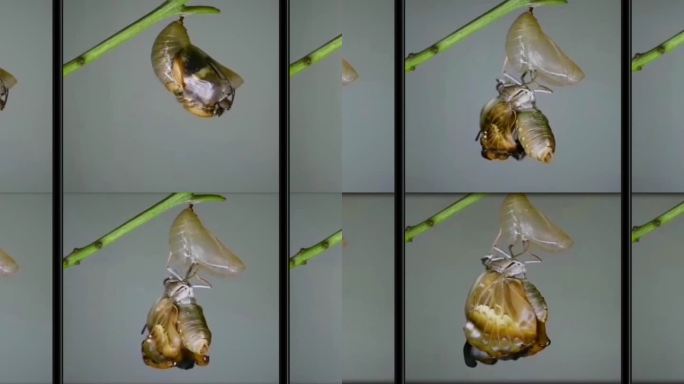 自然科学研究年代感老视频-蝴蝶羽化记录