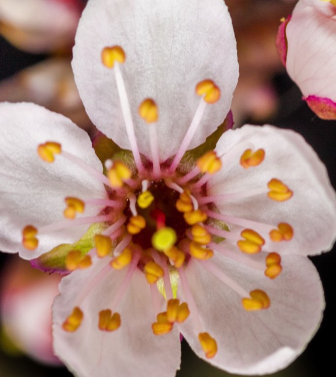 野生梅花在垂直格式的延时4k视频中绽放。石果花在春天开花。