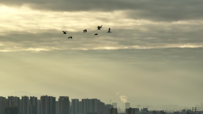 夕阳下的小鸟