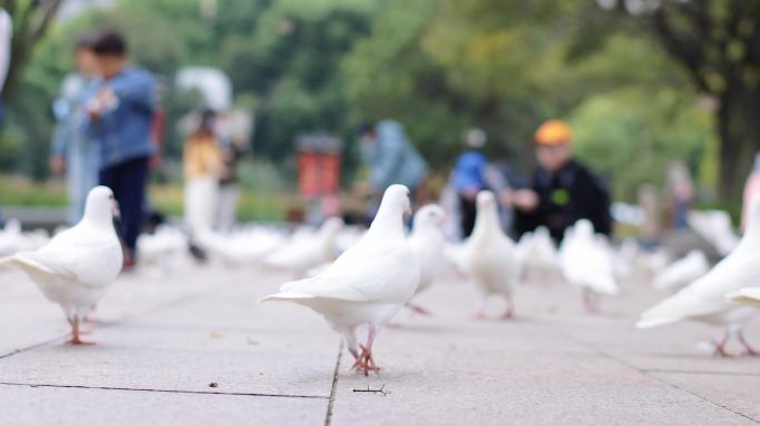 上海人民广场的鸽子