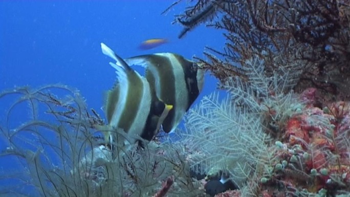 热带珊瑚礁上的Pennant Bannerfish